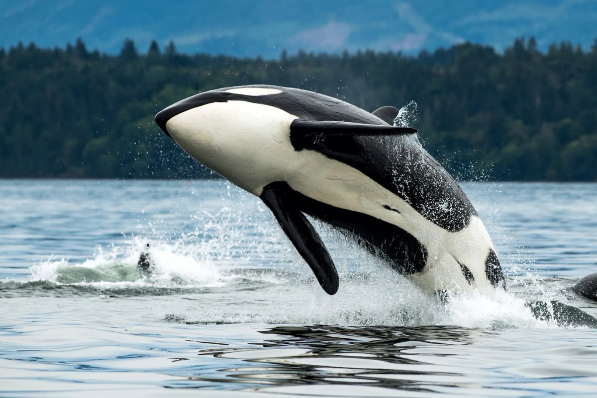 Orca
