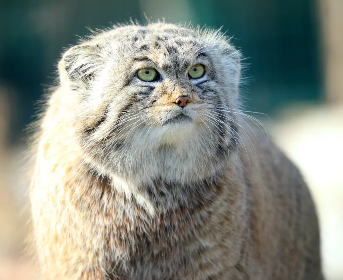 Pallas's Cat