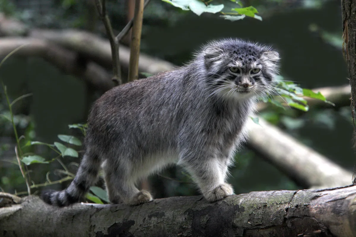 Pallas's Cat in the wild