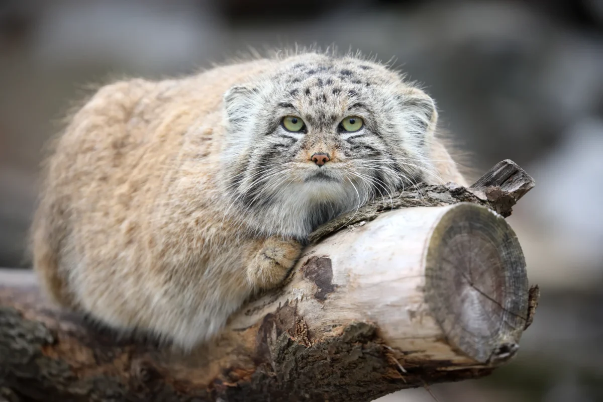 Pallas's Cat in the wild
