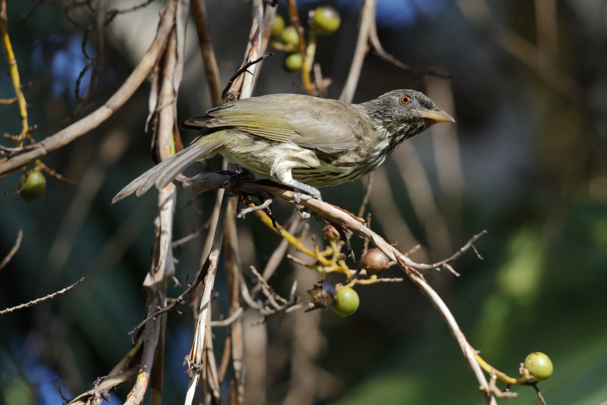 Palmchat