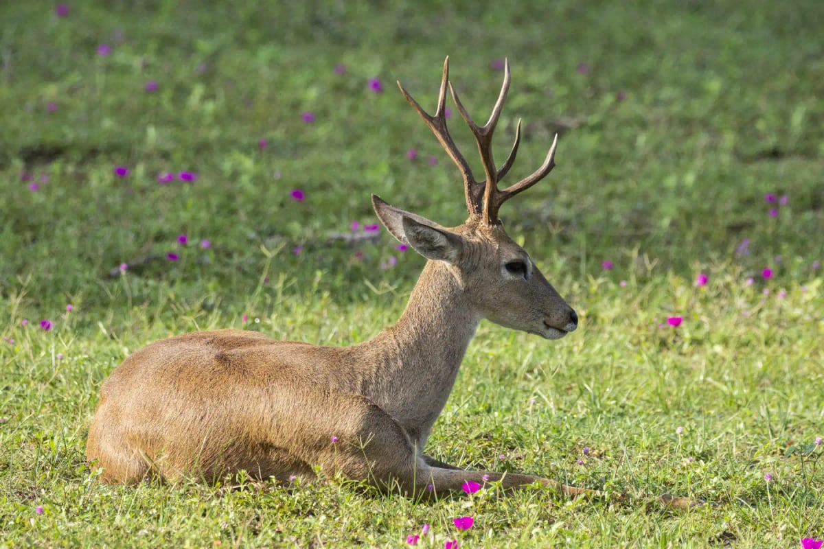 Pampas Deer in the wild