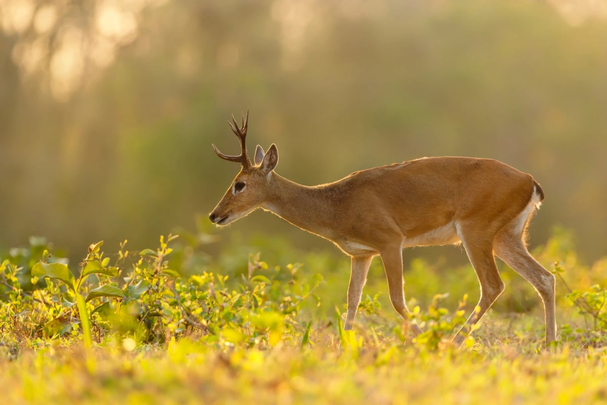 Pampas Deer in the wild