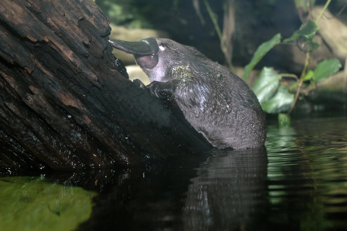 Ornitorrinco en la naturaleza