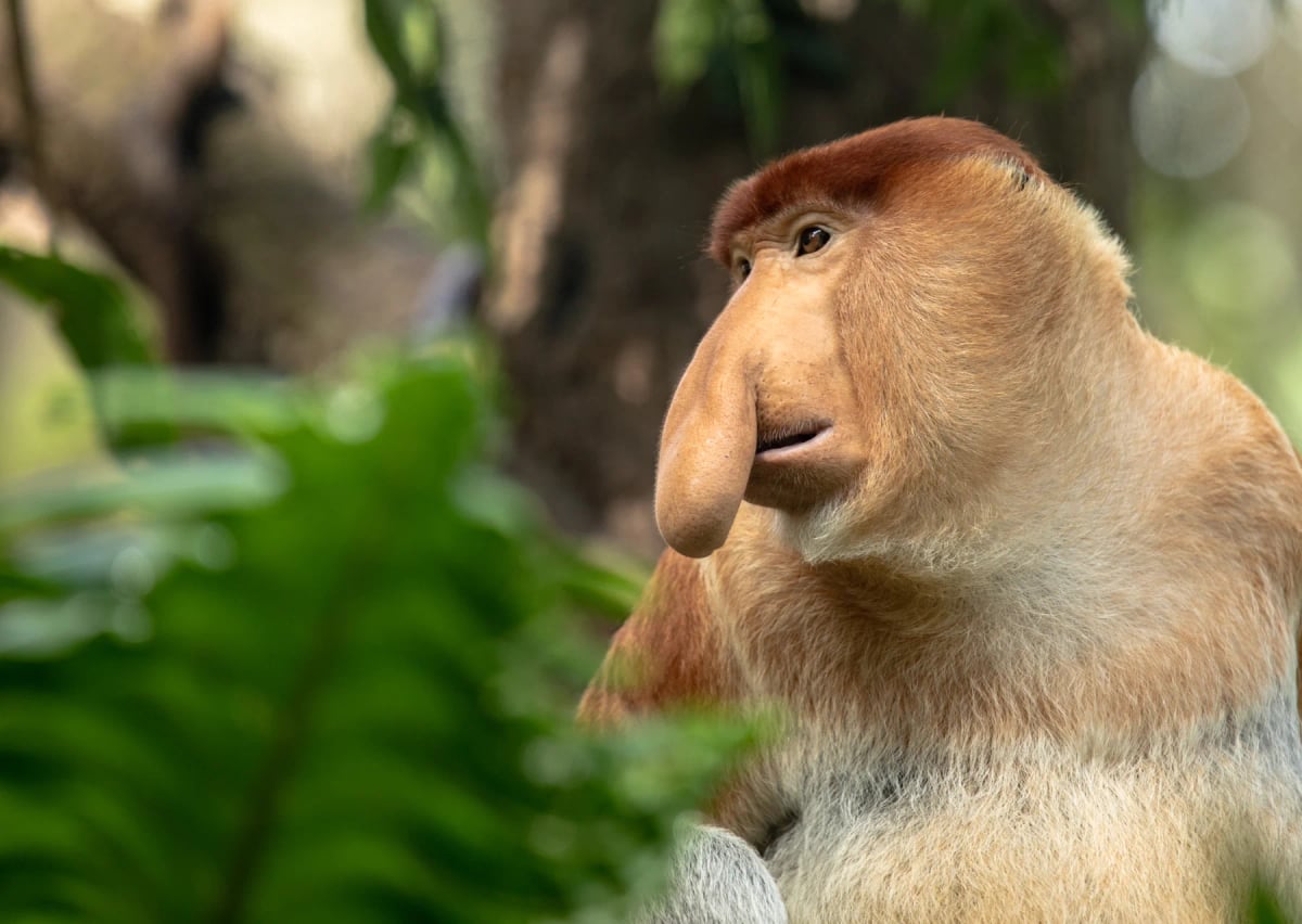 Proboscis Monkey in the wild