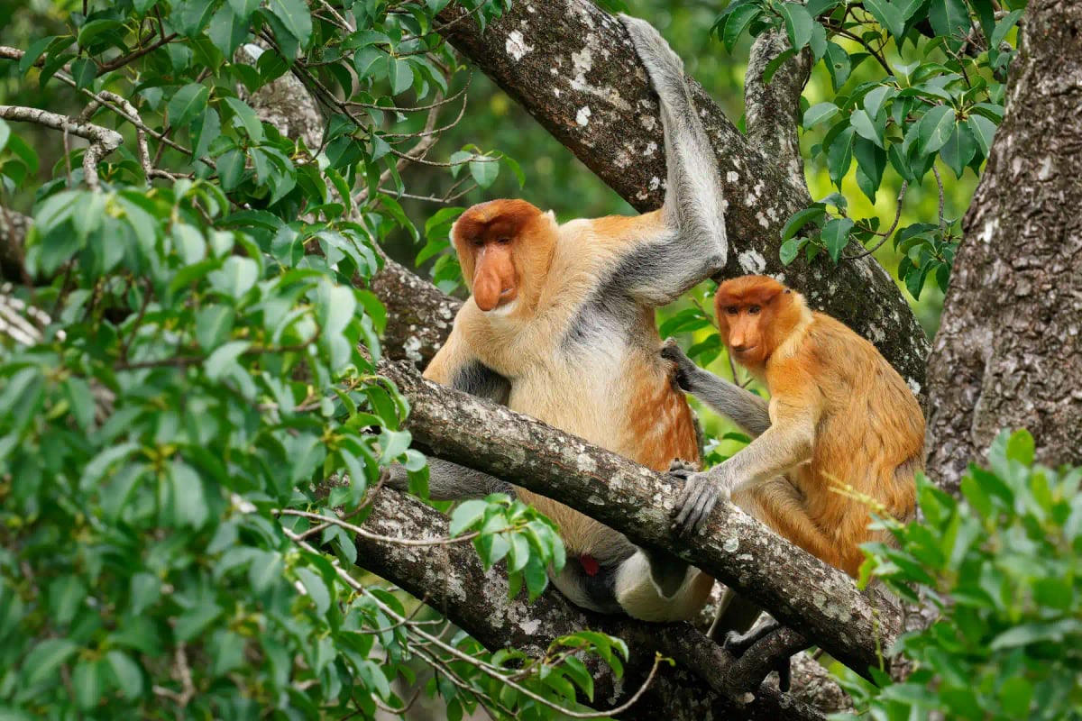 Proboscis Monkey in the wild
