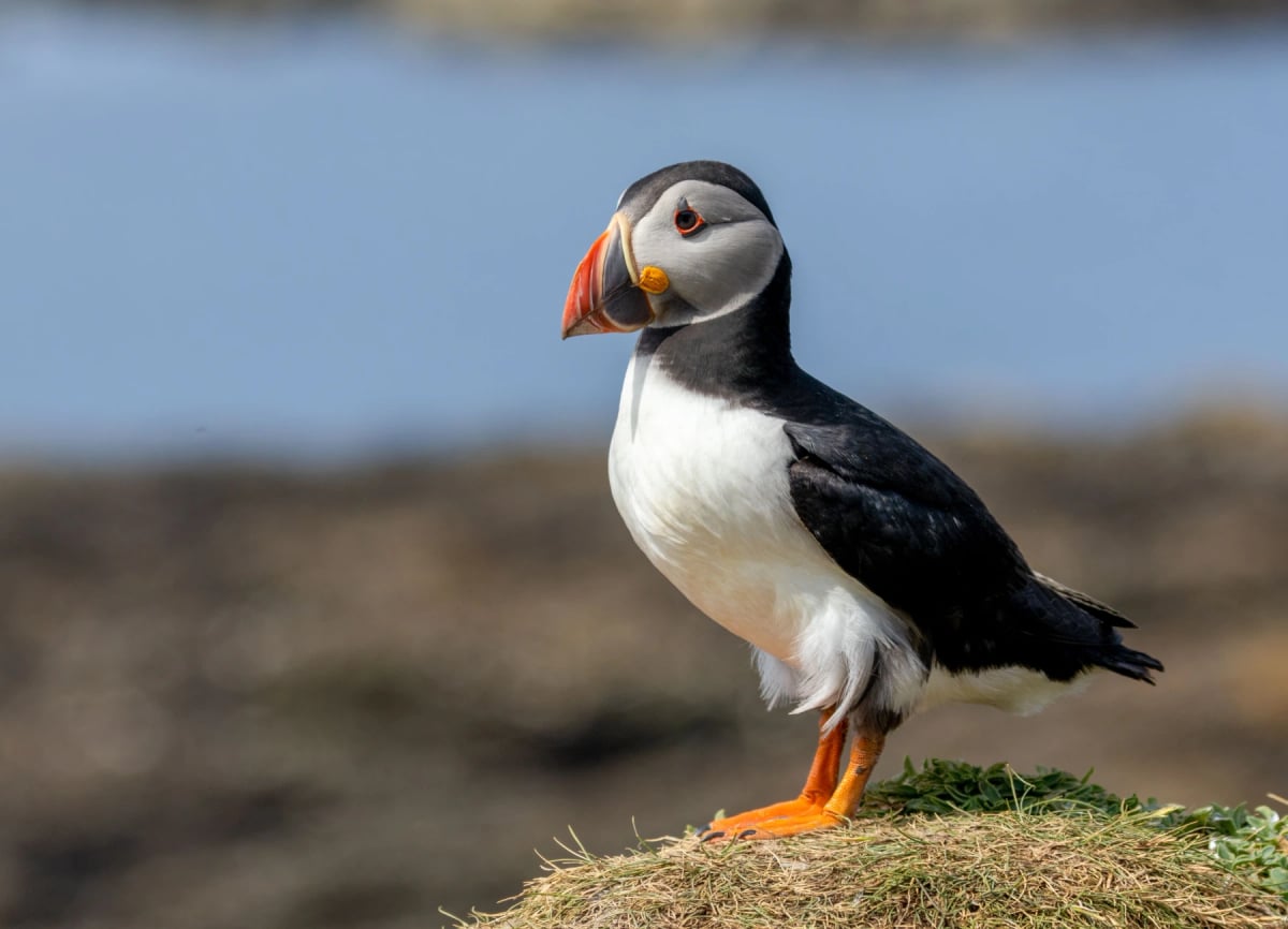 Puffin