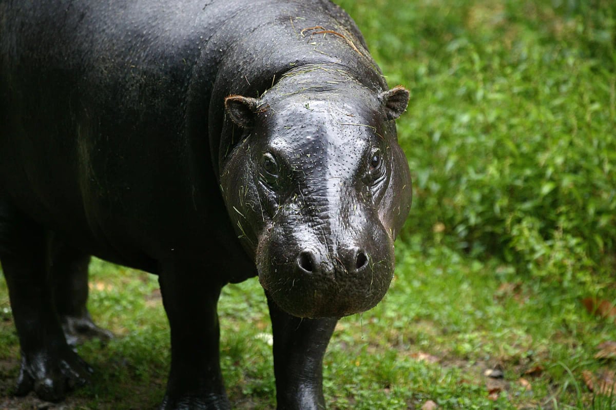 Hipopótamo pigmeo en la naturaleza