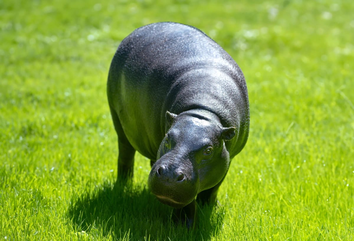 Hipopótamo pigmeo en la naturaleza