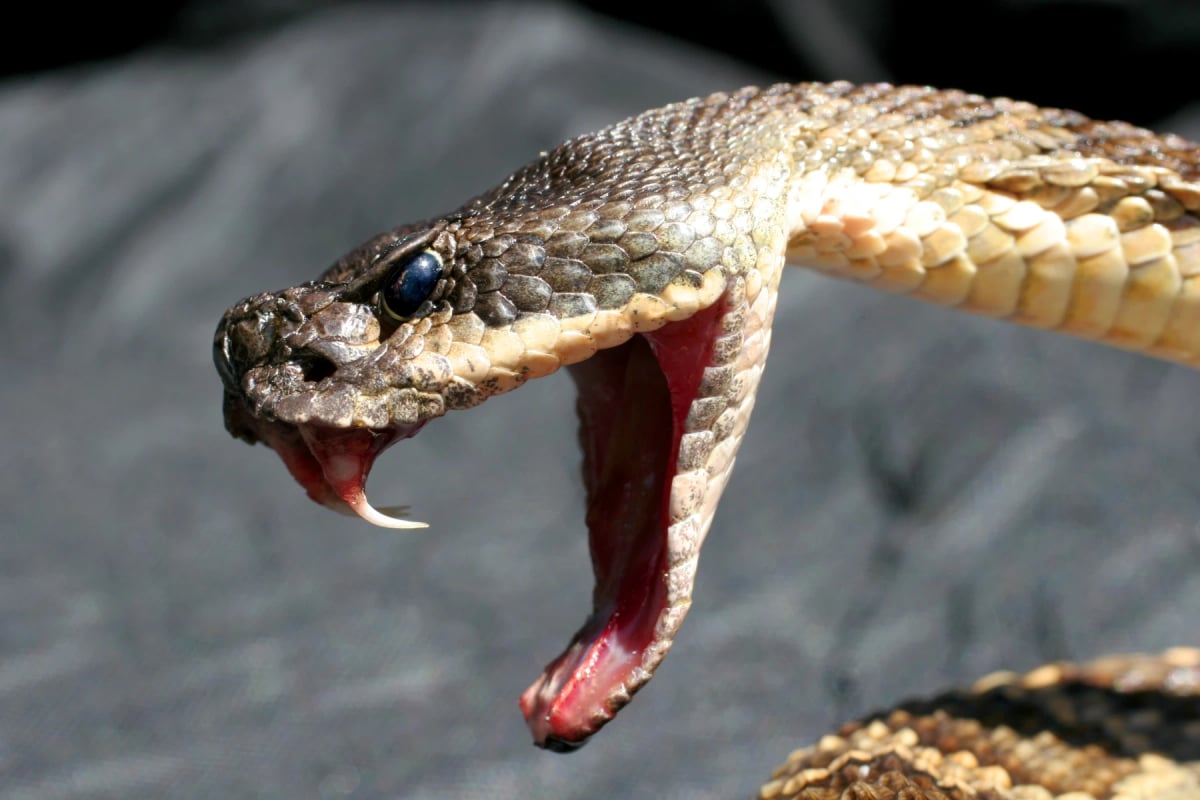 Serpiente de Cascabel en la naturaleza