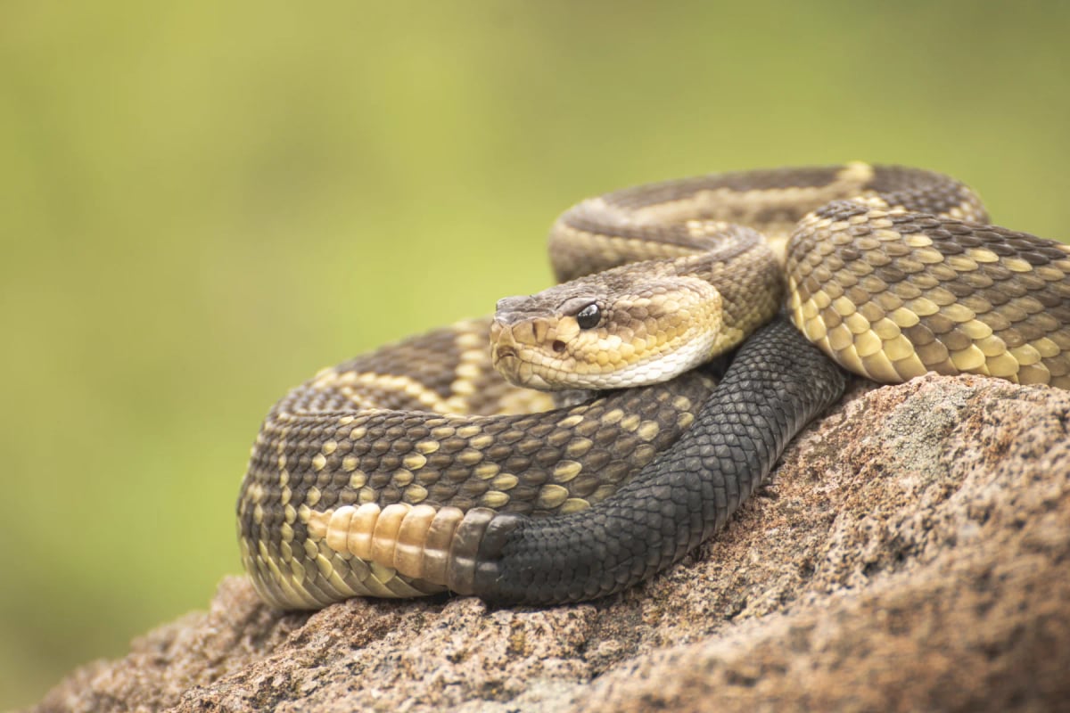 Serpiente de Cascabel en la naturaleza
