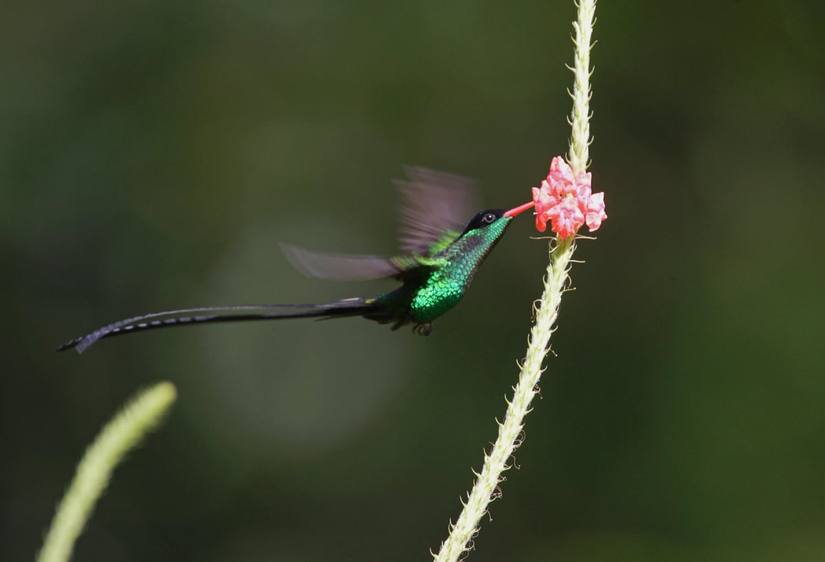 Red billed Streamertail