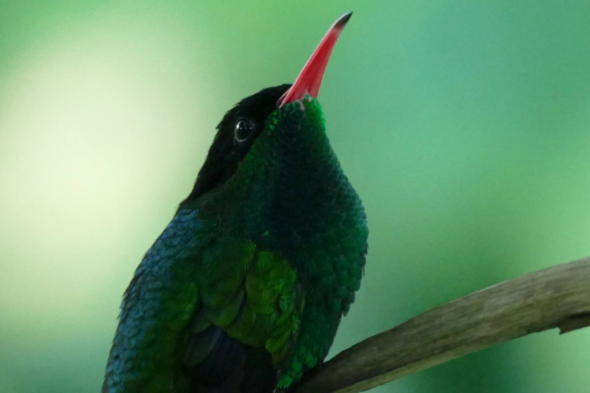 Red billed Streamertail in the wild