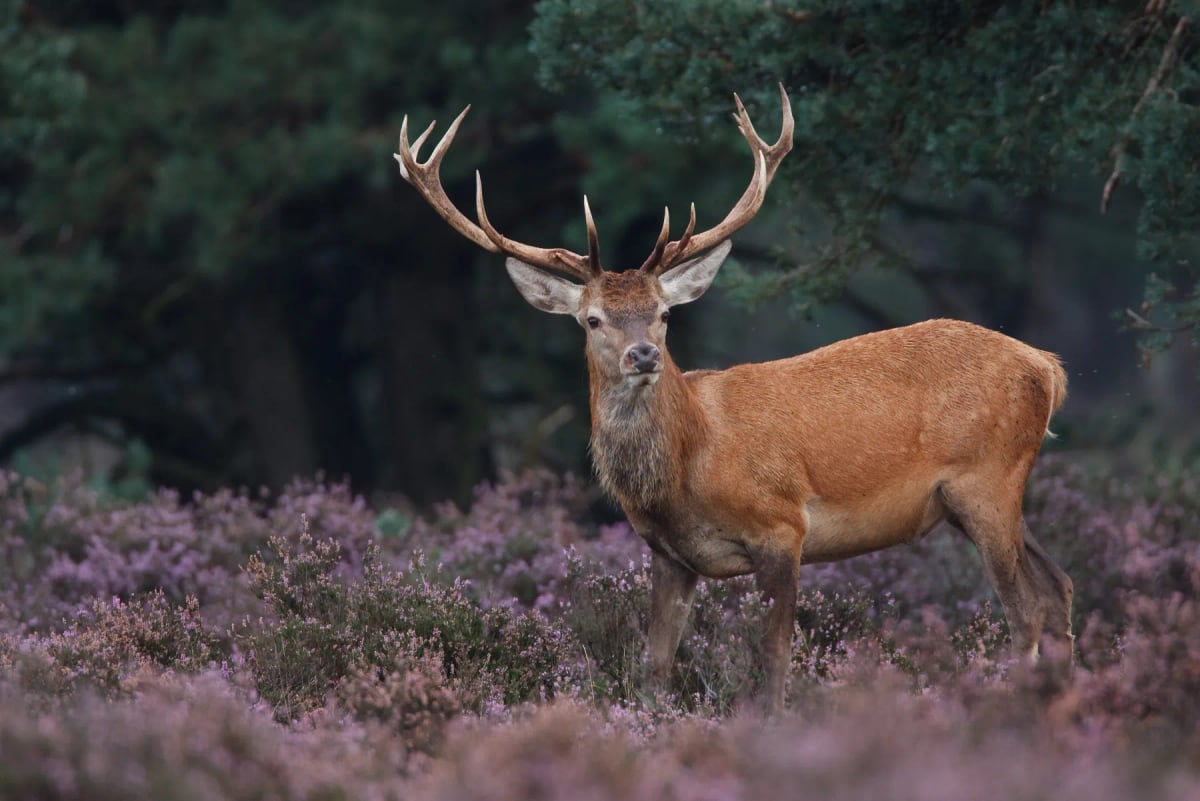 Red Deer