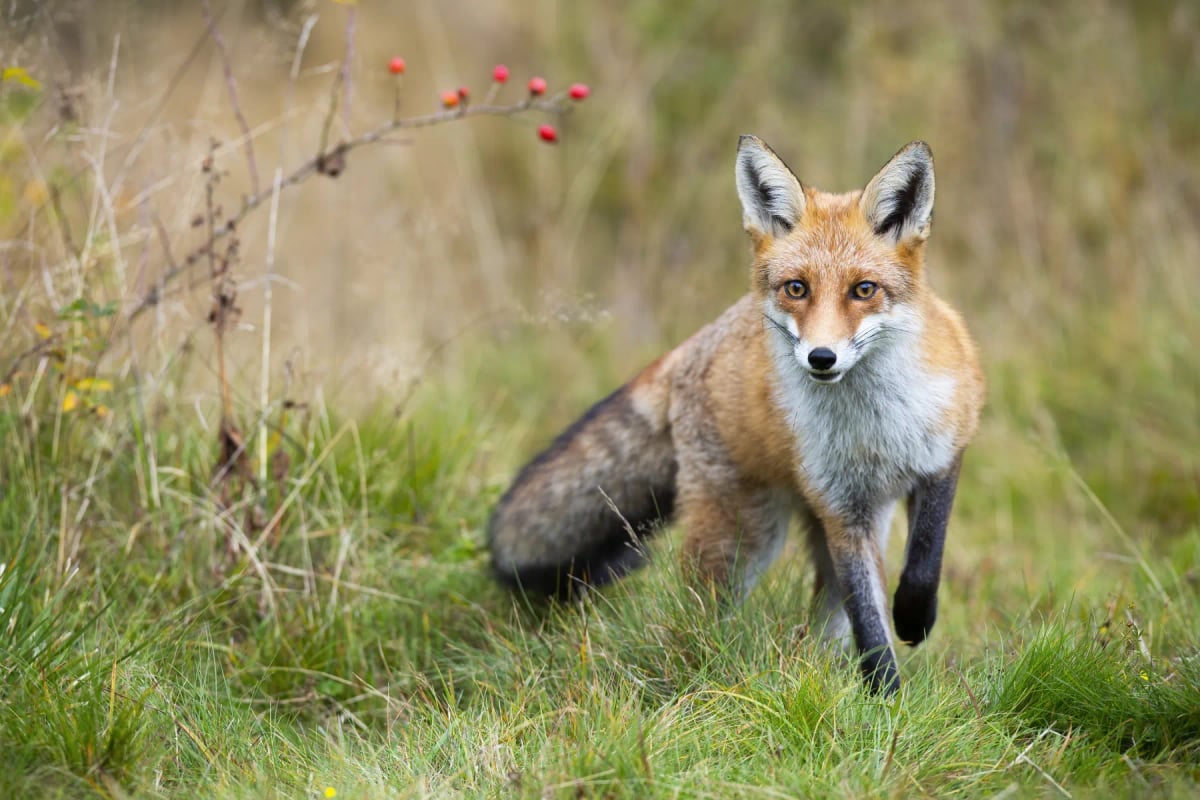 Red Fox