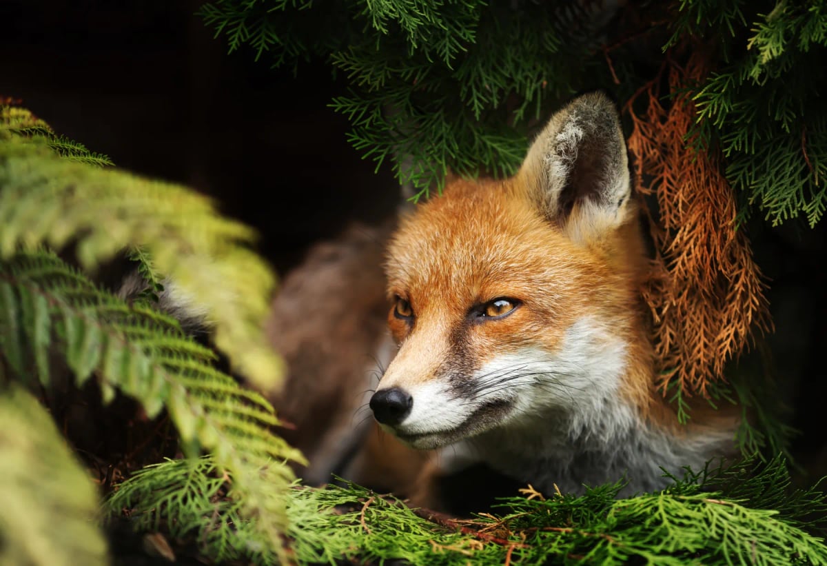 Red Fox