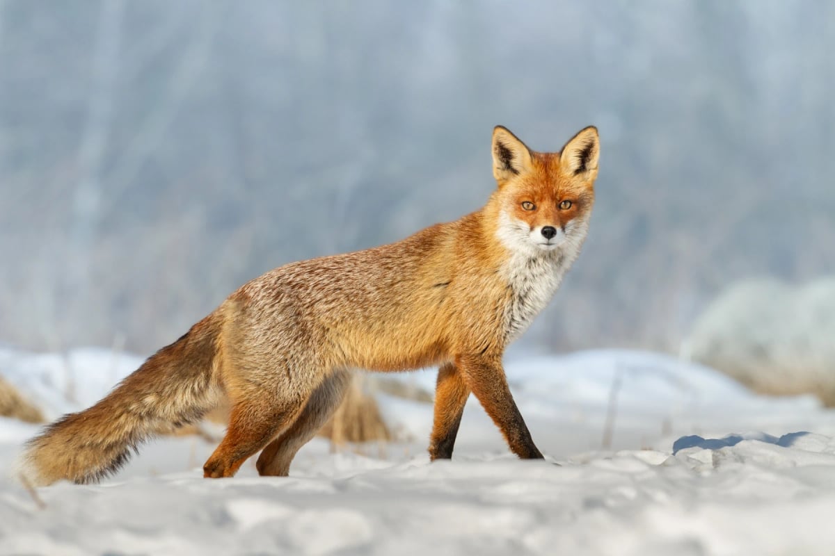 Red Fox