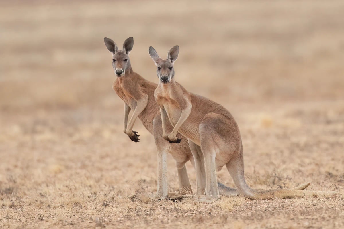 Red Kangaroo