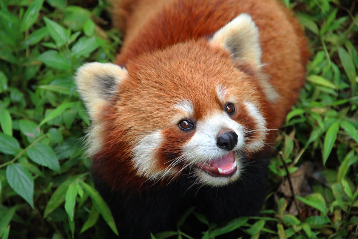 Red Panda