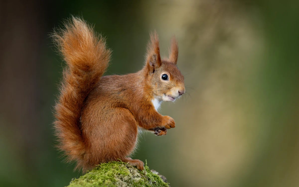Red Squirrel
