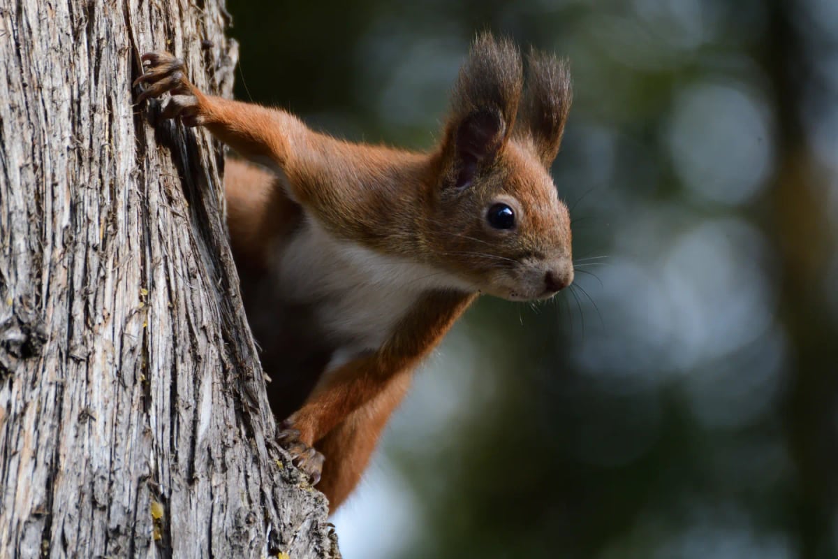 Red Squirrel in the wild