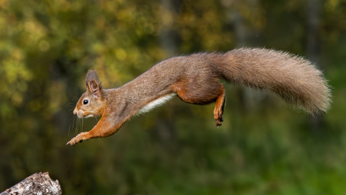 Red Squirrel in the wild