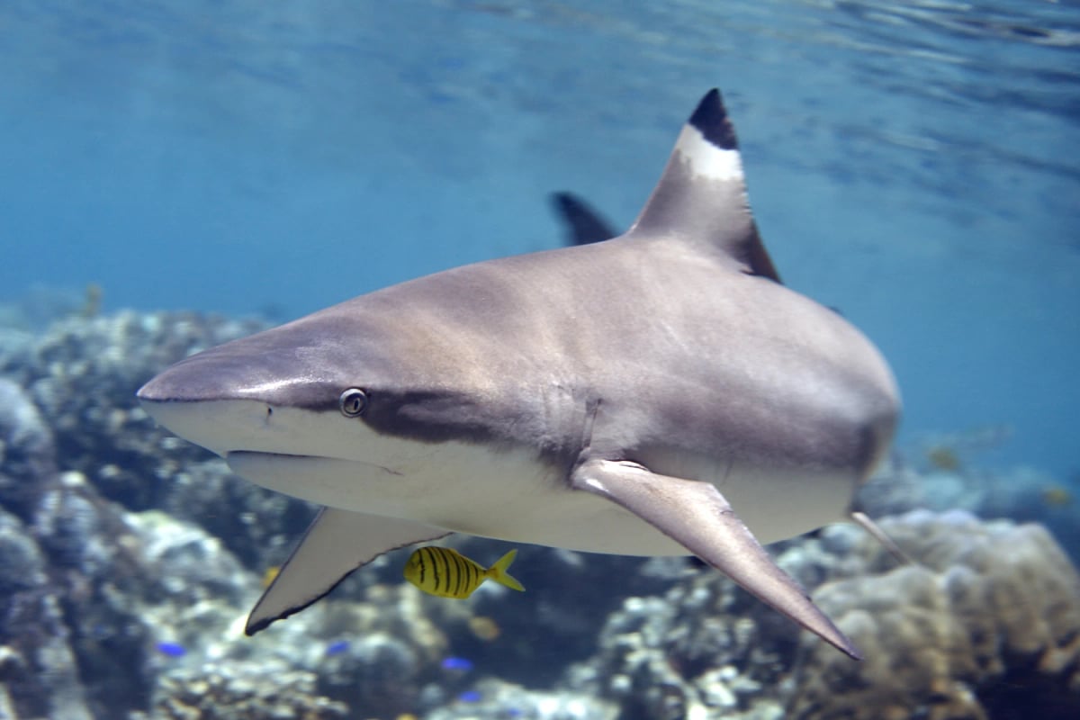 Reef Shark