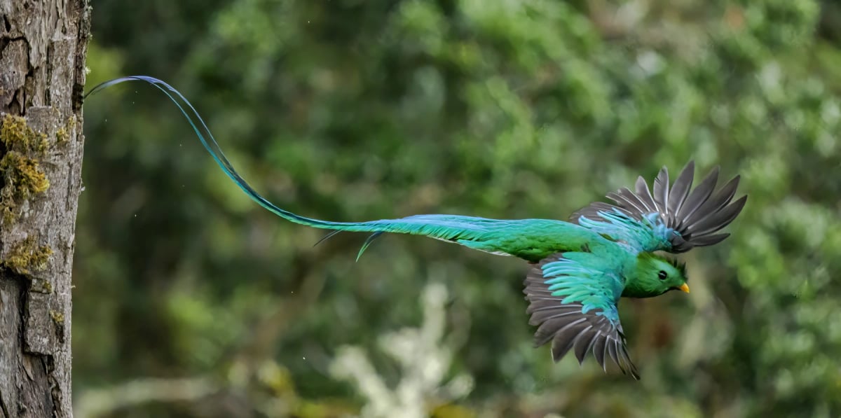 Quetzal resplandeciente en la naturaleza