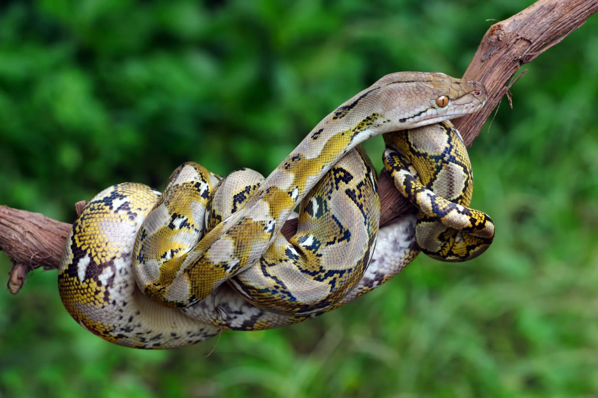 Reticulated Python