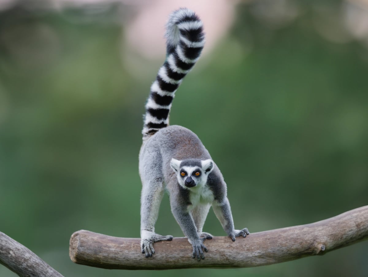 Ring tailed Lemur