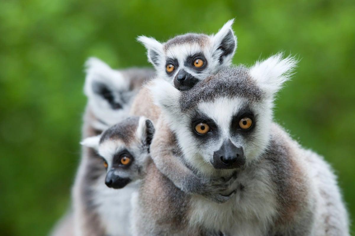 Ring tailed Lemur in the wild