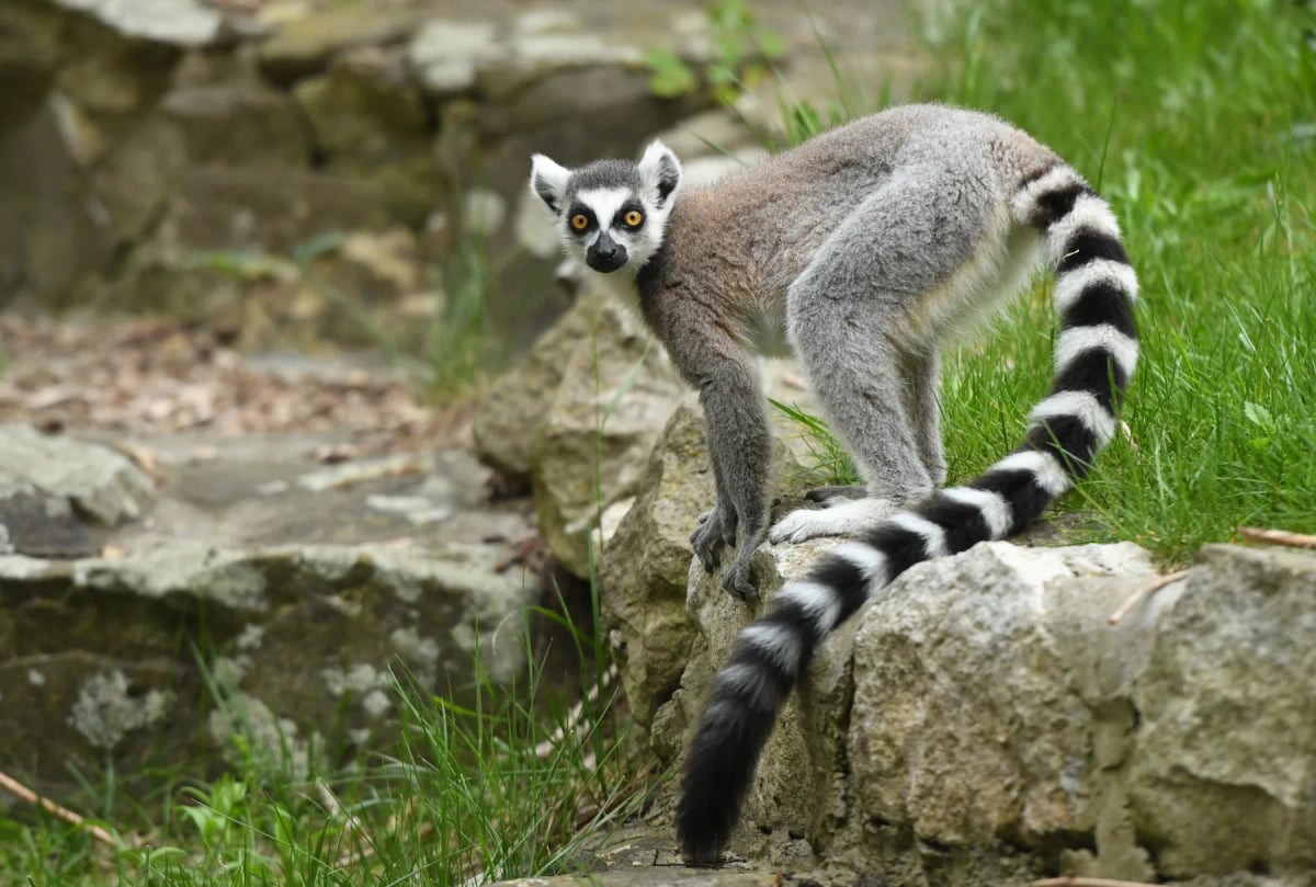 Ring tailed Lemur in the wild