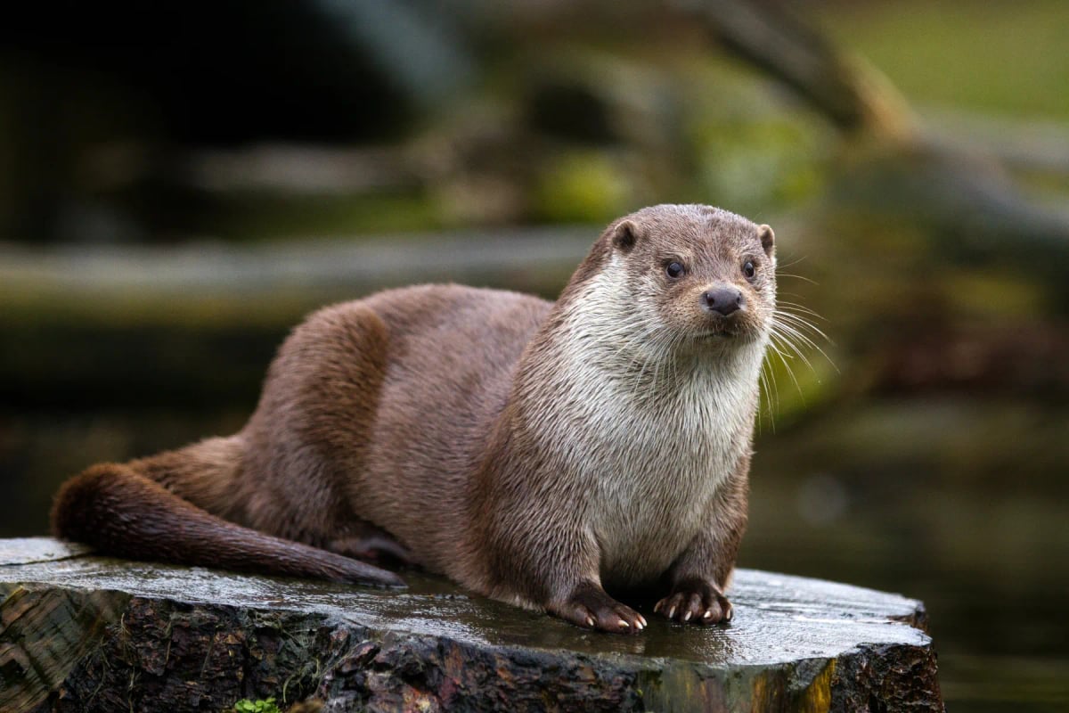 Nutria de río