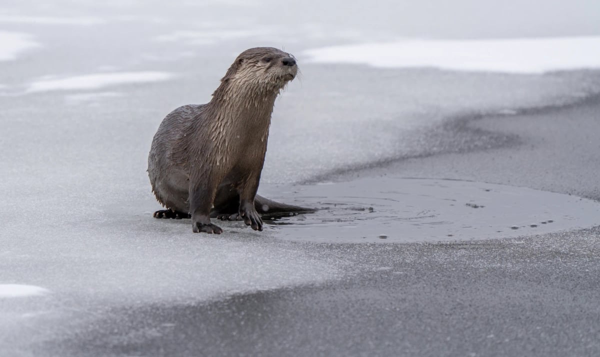 Nutria de río en la naturaleza