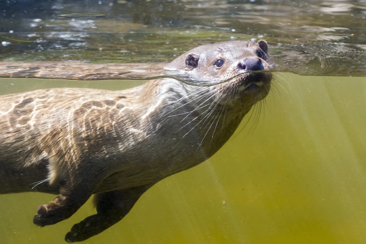 Nutria de río en la naturaleza