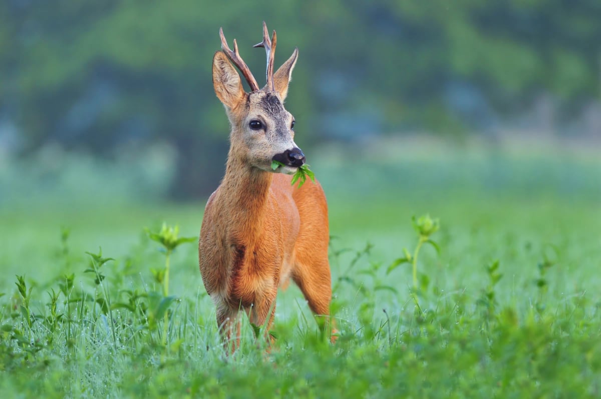 Roe Deer