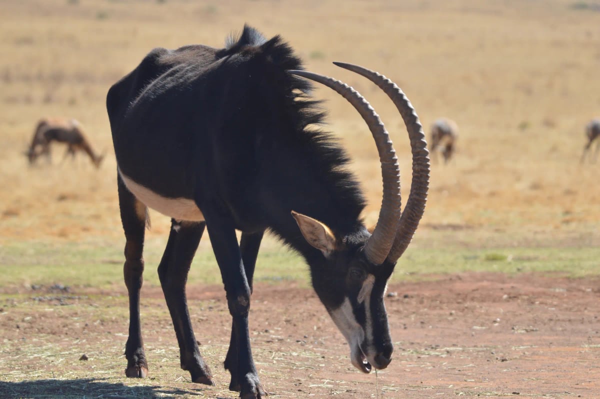 Antílope sable en la naturaleza