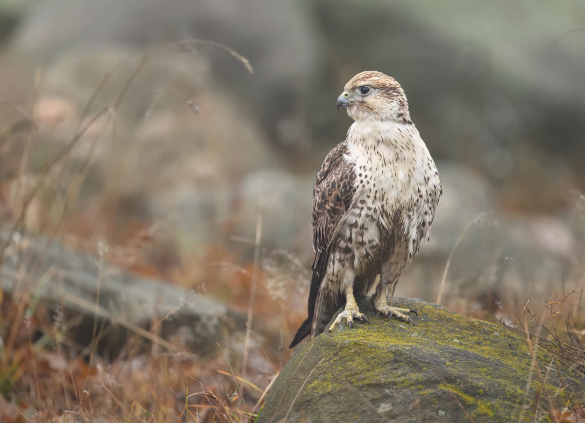 Saker Falcon