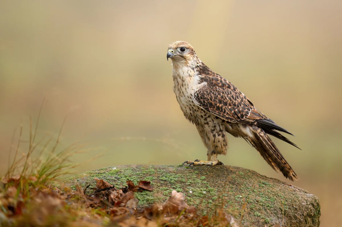 Saker Falcon in the wild