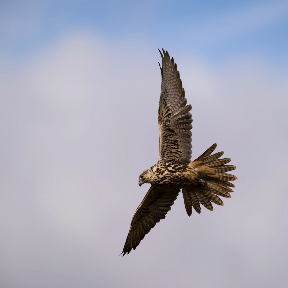 Saker Falcon in the wild