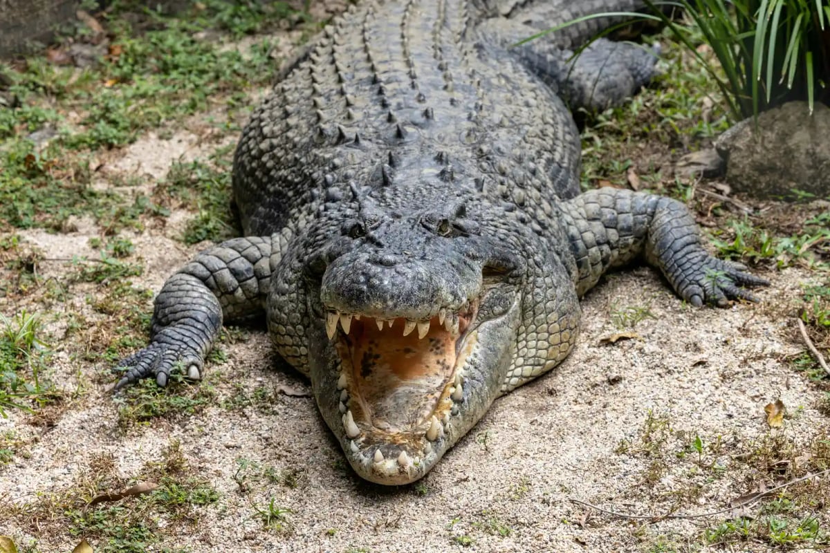 Saltwater Crocodile