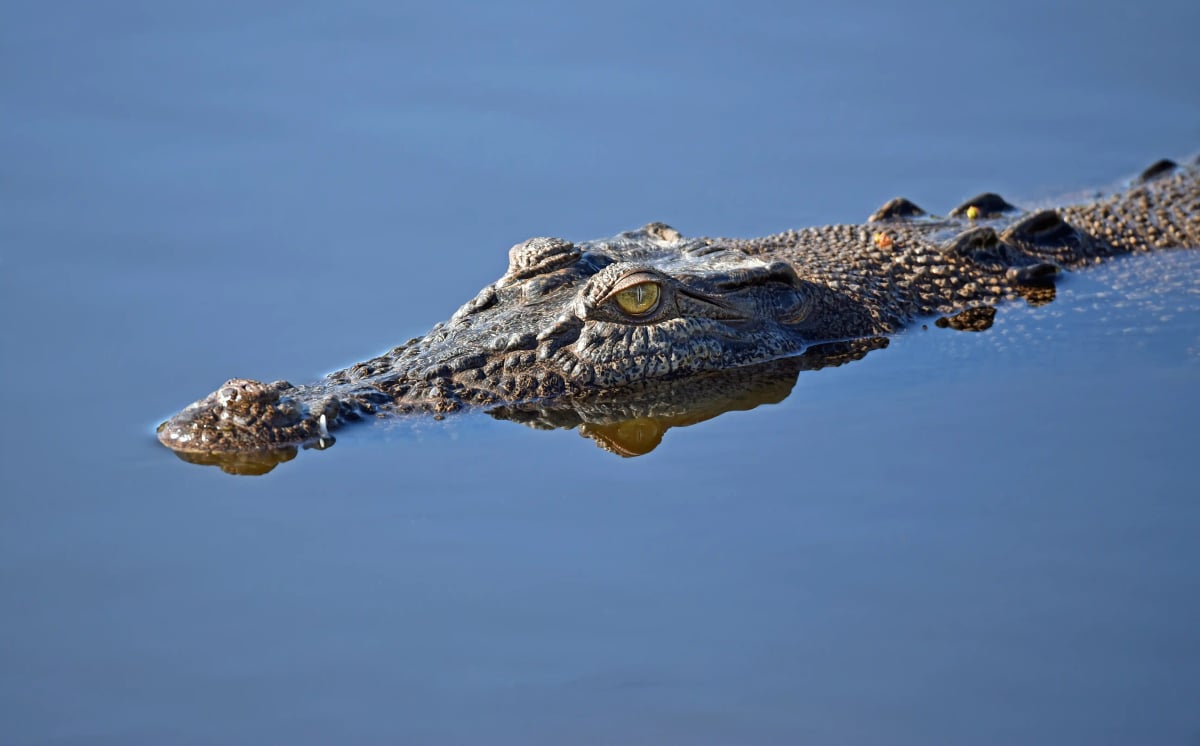 Saltwater Crocodile in the wild