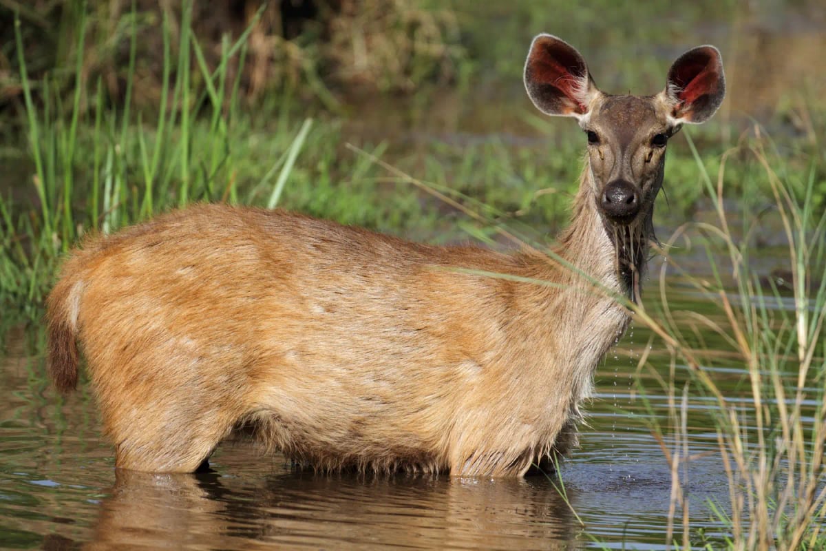Sambar Deer