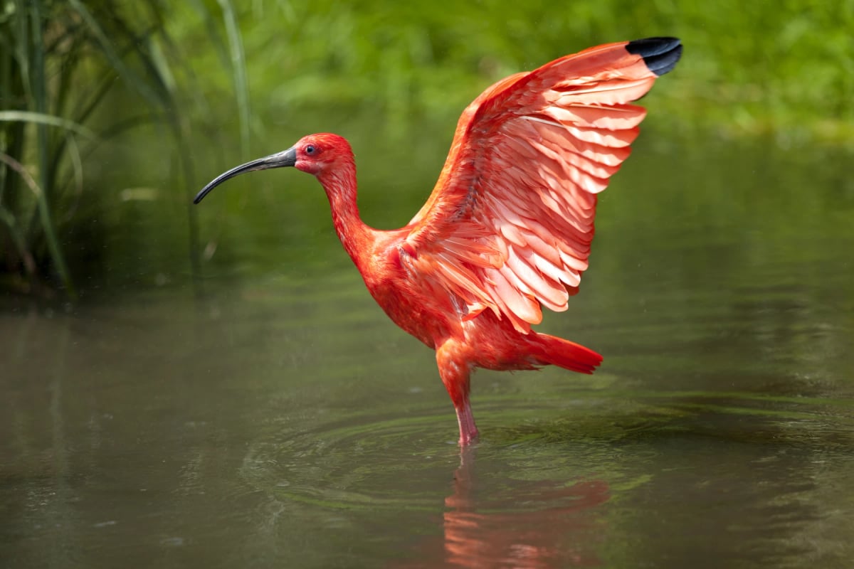 Scarlet Ibis