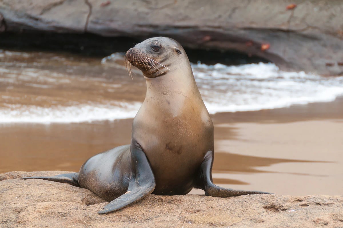 León Marino en la naturaleza