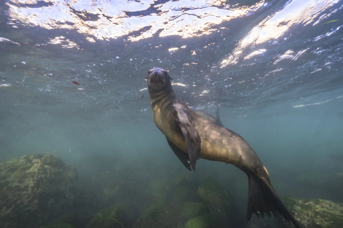 León Marino en la naturaleza