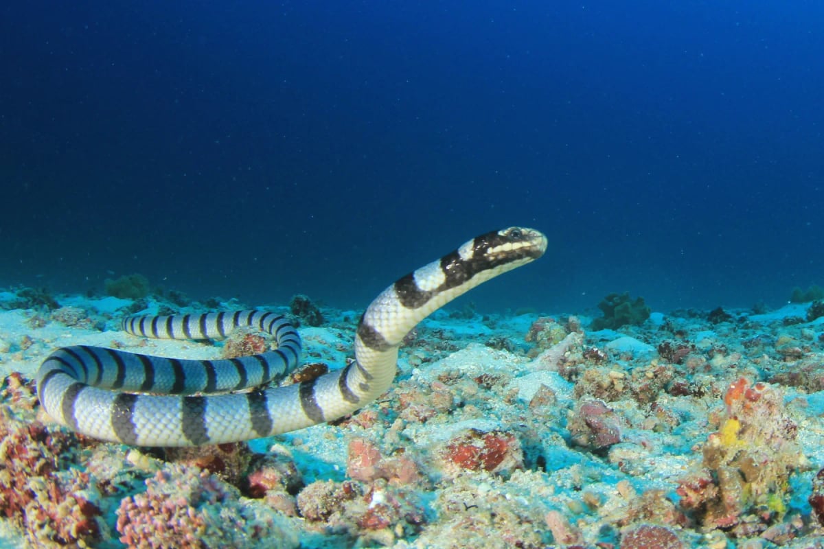 Sea Snake