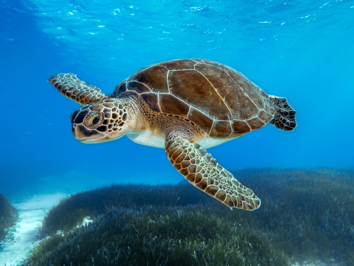 Sea Turtle