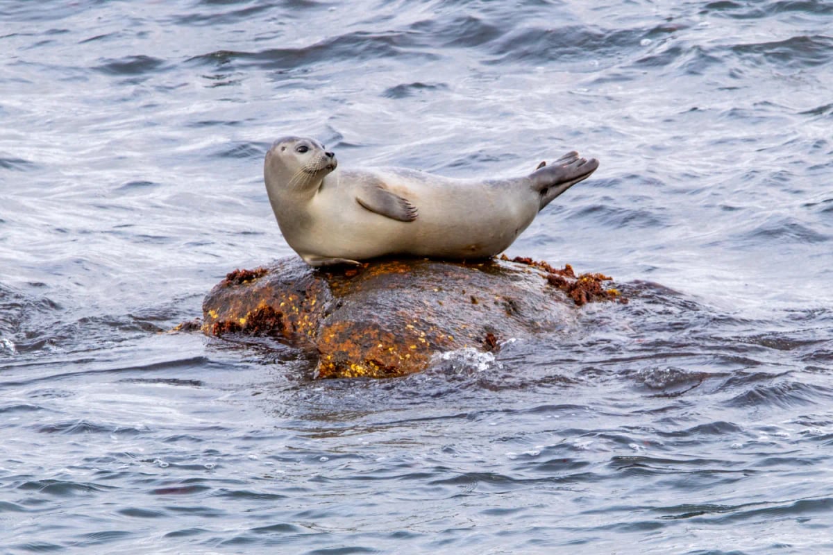 Seal
