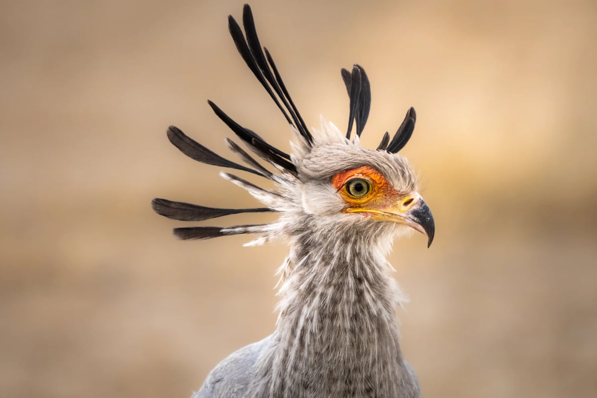 Ave Secretaria en la naturaleza